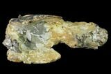 Fossil Mud Lobster (Thalassina) - Australia #141044-1